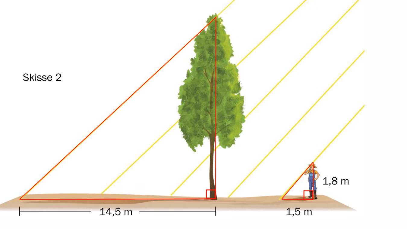 Skisse 2: Treet kaster en skygge på $14{,}5$ m, og Christian, som er $1{,}8$ m høy, kaster en skygge på $1{,}5$ m i parallelle solstråler
