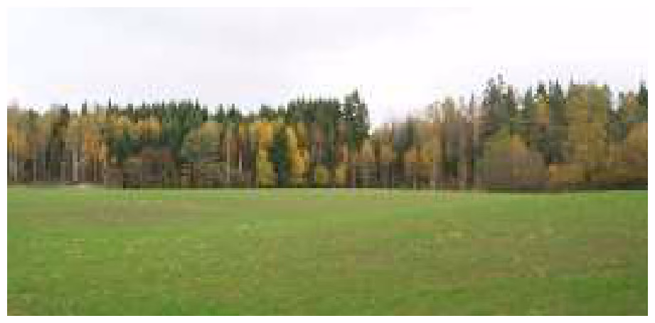 Jorde med skog i bakgrunnen