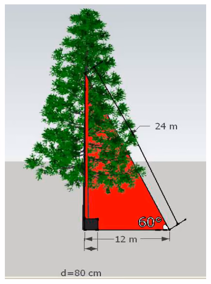Grantre med sikringstau på 24 m fra bruddstedet ned til bakken, 60° vinkel mot bakken og 12 m inn til stammen; stammen har diameter 80 cm