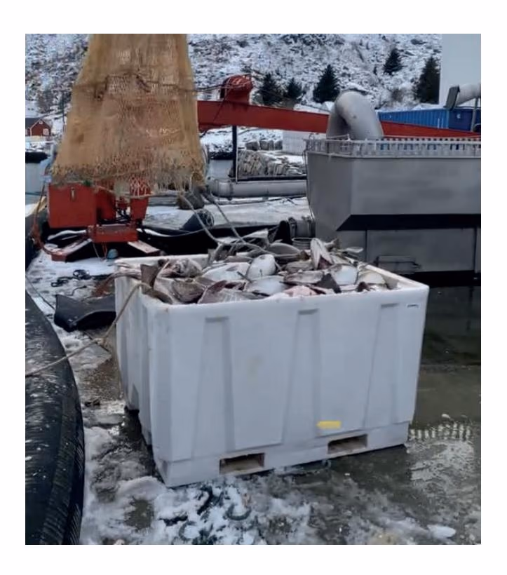 Fiskekar fylt med skrei