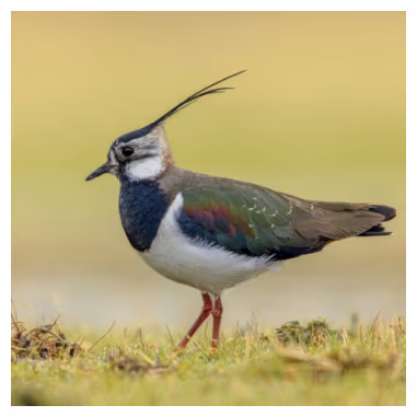 Vipe (fugl). Kilde: iStock/CreativeNature_nl