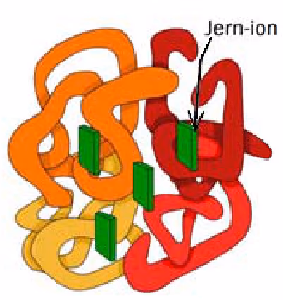 Hemoglobinmolekylet med fire proteinkjeder og jern-ioner