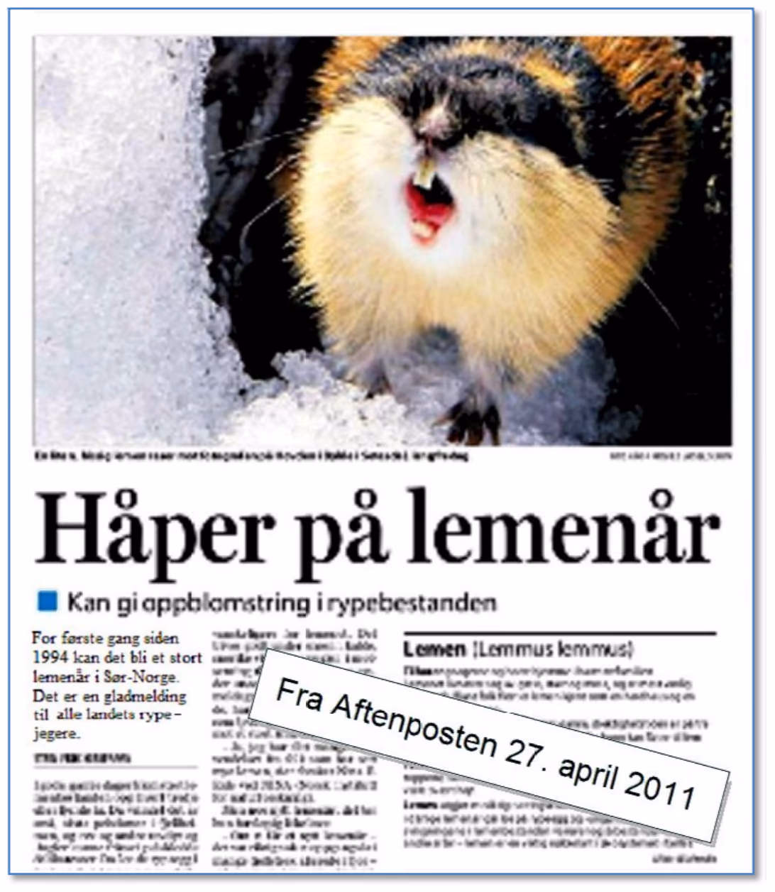 Oppslag i Aftenposten 27. april 2011 med overskriften «Håper på lemenår» og undertittelen «Kan gi oppblomstring i rypebestanden»