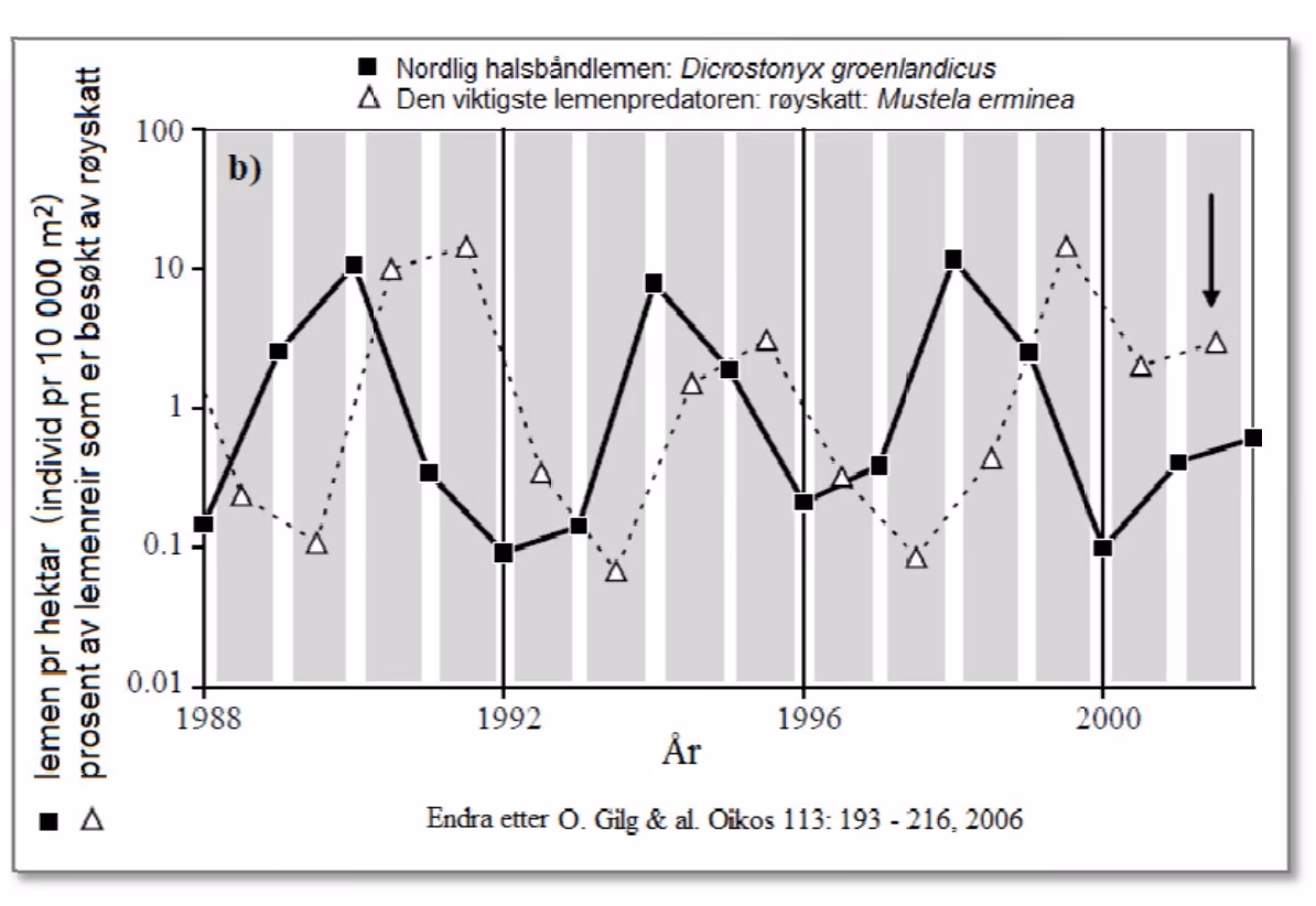 Nordlig halsbåndlemen og røyskatt på Nord-Grønland 1988–2002