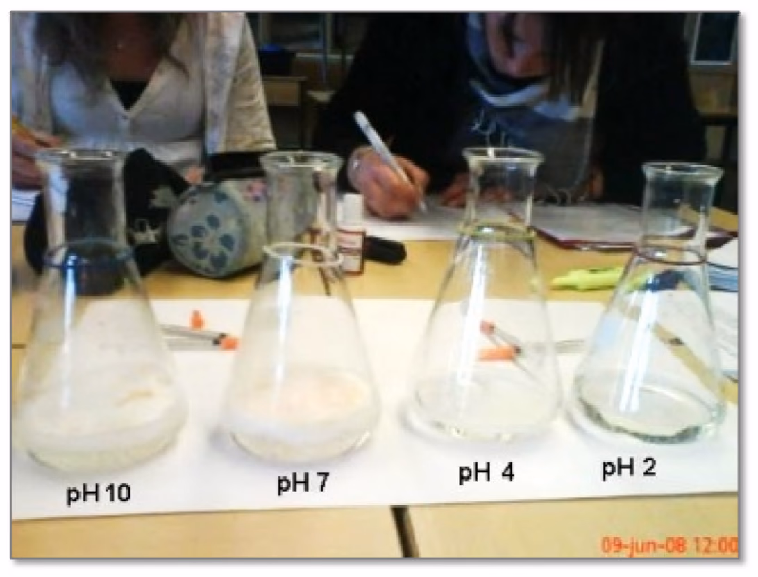 Fire erlenmeyerkolber med pH 10, pH 7, pH 4 og pH 2 etter at leverekstrakt er tilsatt