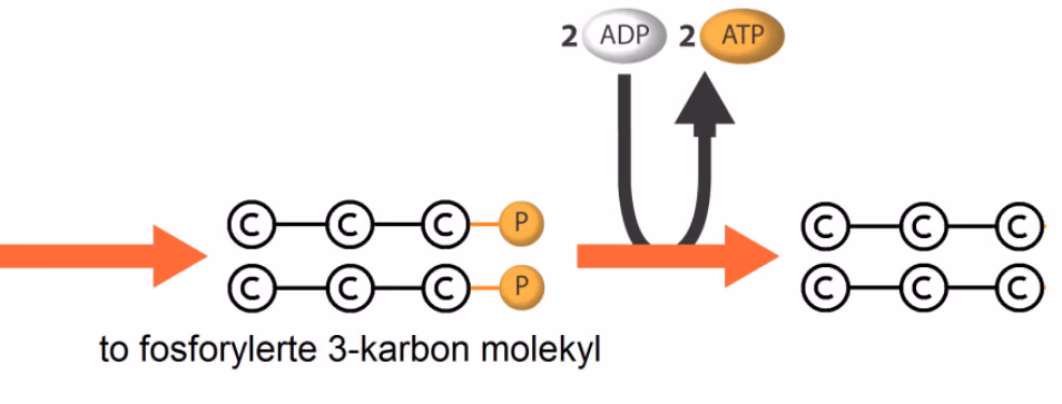 To fosforylerte 3-karbonmolekyler avgir fosfatgrupper slik at 2 ADP blir til 2 ATP
