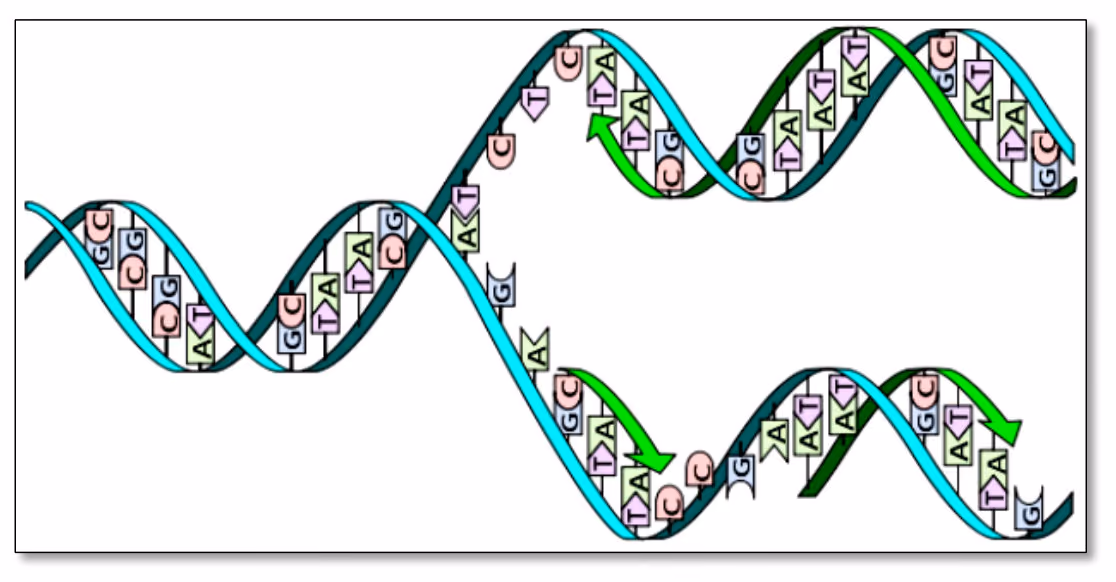 DNA-dobbelheliks der trådene skilles, og nye nukleotider med basene A, T, C og G bindes til hver av trådene