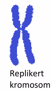 Replikert kromosom formet som en X