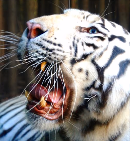 Fotografi av en hvit tiger med svarte striper