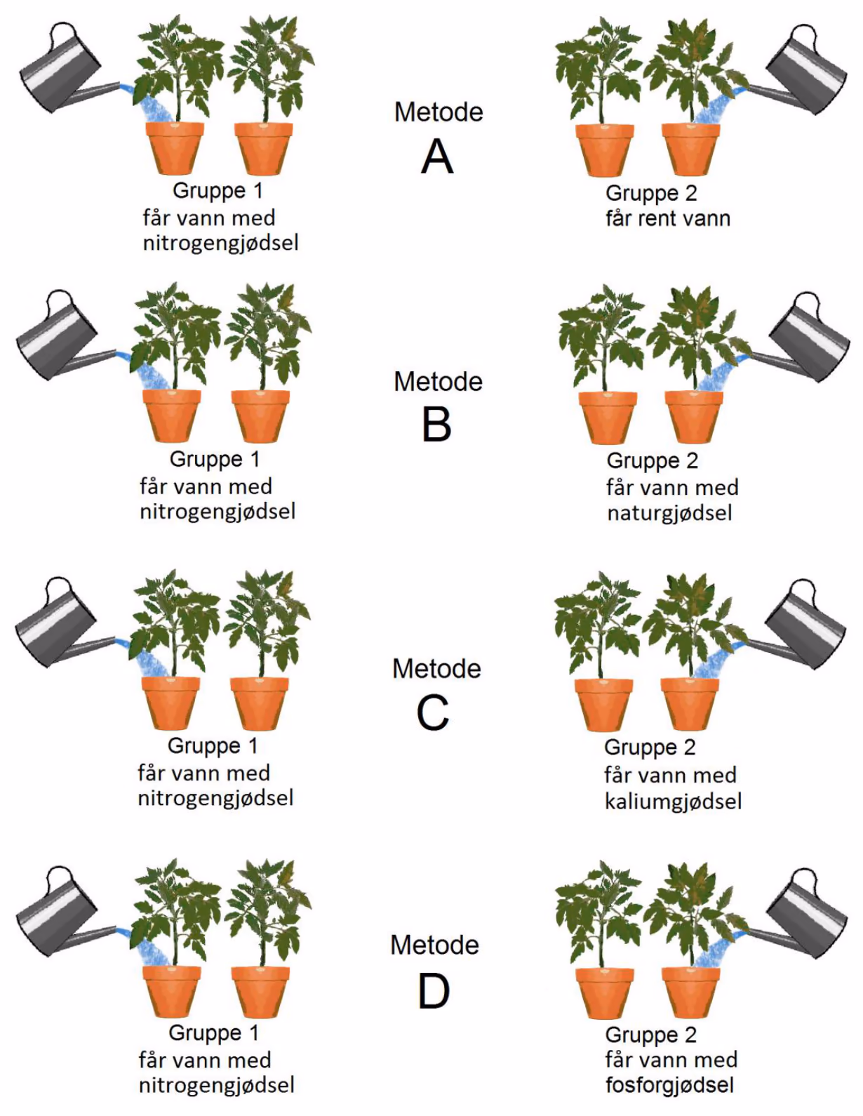 Fire metoder A–D med to grupper tomatplanter. Gruppe 1 får vann med nitrogengjødsel i alle metodene. Gruppe 2 får rent vann (A), vann med naturgjødsel (B), vann med kaliumgjødsel (C) og vann med fosforgjødsel (D)
