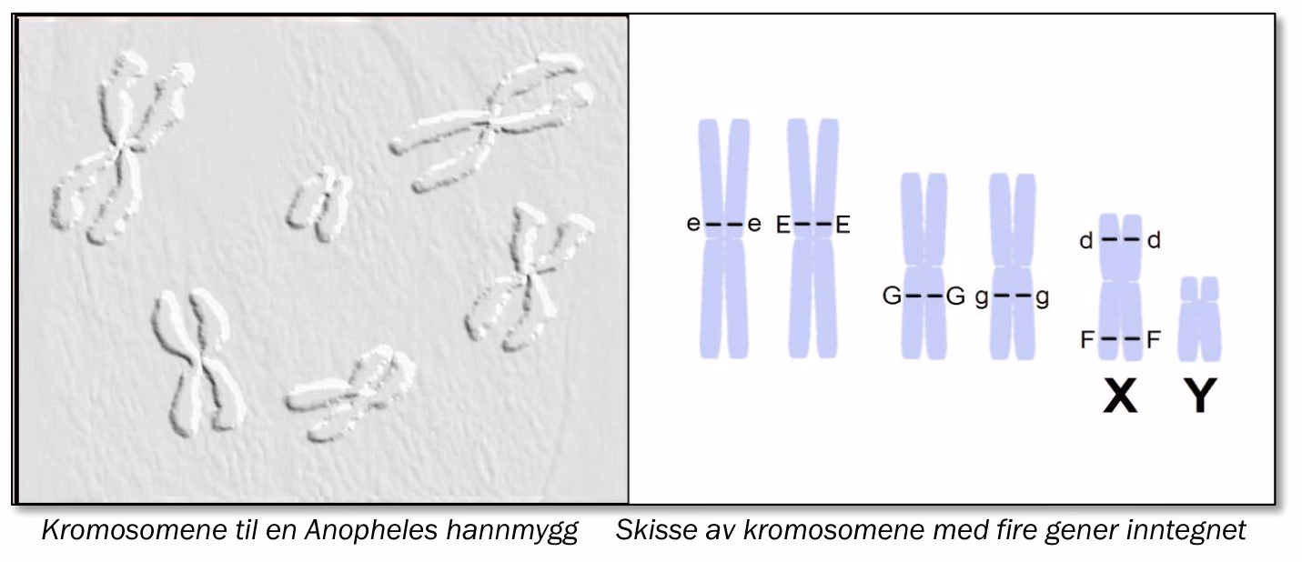 Til venstre et mikroskopbilde av kromosomene til en Anopheles hannmygg. Til høyre en skisse av kromosomene med fire gener inntegnet: e–e og E–E, G–G og g–g, og X-kromosomet med d–d og F–F, pluss et Y-kromosom