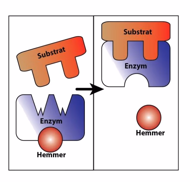 Enzym med hemmer bundet under det aktive setet, og enzym med substrat etter at hemmeren har løsnet