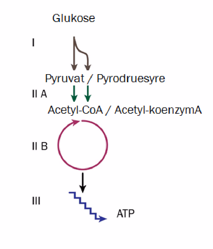 Oversikt over celleåndingen fra glukose via pyruvat/pyrodruesyre og acetyl-CoA/acetyl-koenzymA til ATP, med trinnene I, II A, II B og III