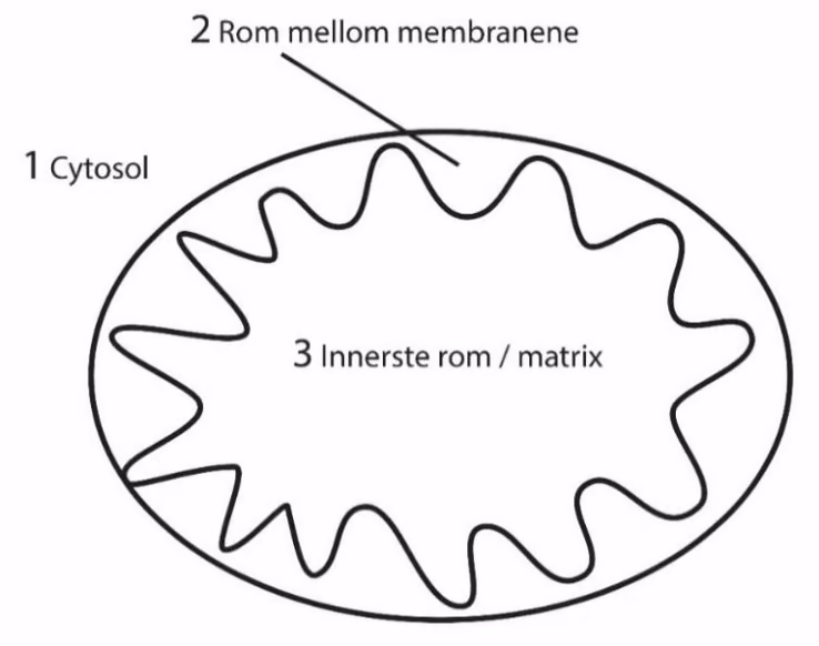 Mitokondrium med 1 cytosol, 2 rom mellom membranene og 3 innerste rom/matrix