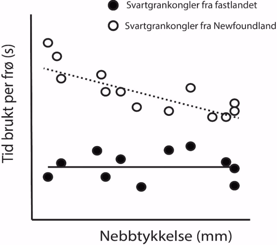Tiden korsnebber brukte på å hente ut frø fra kongler fra fastlandet og kongler fra øya (Etter Parchman TL & Benkman CW, 2002).