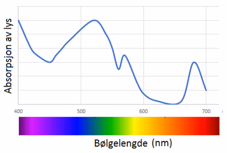Absorpsjon av lys som funksjon av bølgelengde fra 400 til 700 nm, med høy absorpsjon rundt 400 og 520 nm, en topp ved 570 nm og 680 nm og nesten ingen absorpsjon rundt 650 nm