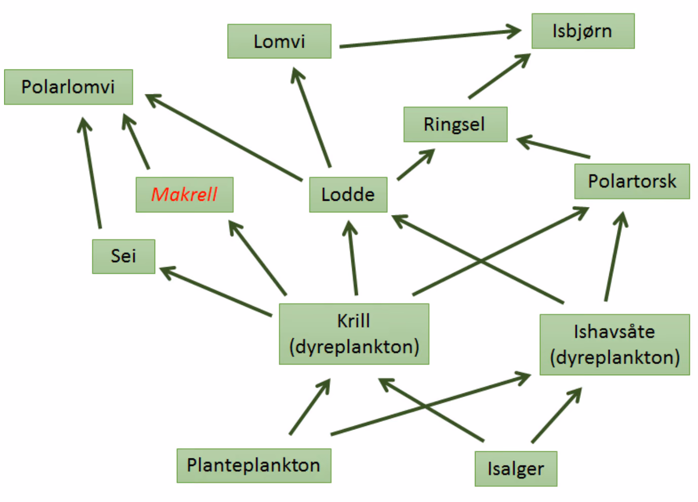 Næringsnett i Arktis. Innvandret art er skrevet i rød, kursivert tekst.