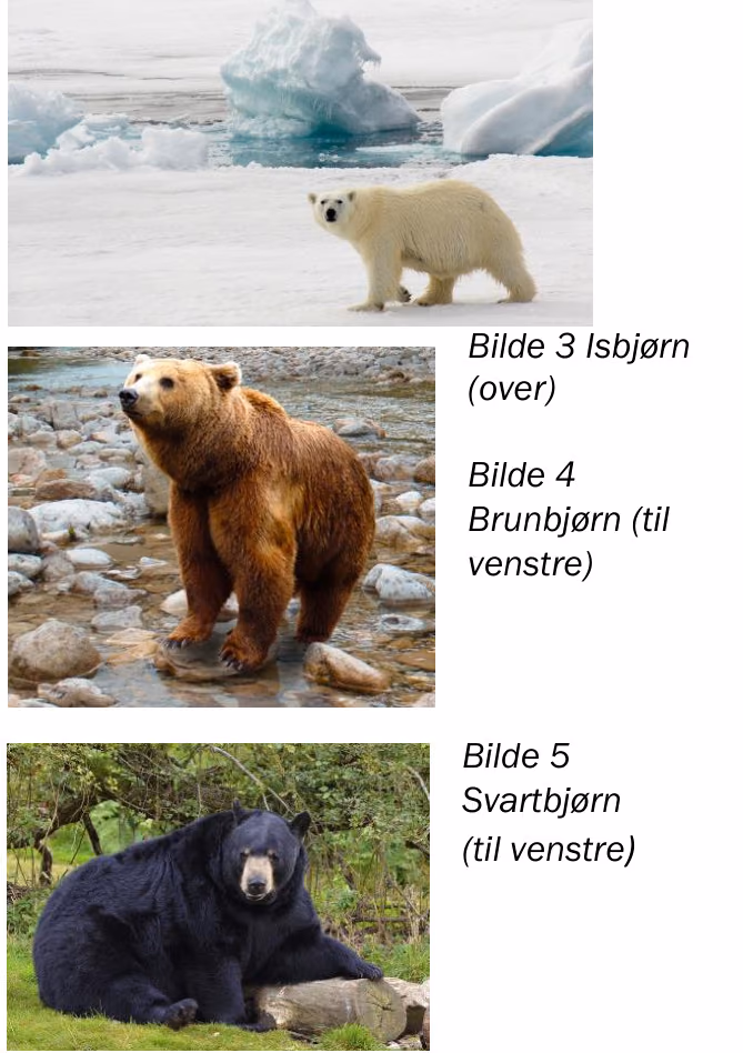 Bilde 3 isbjørn (over), bilde 4 brunbjørn og bilde 5 svartbjørn