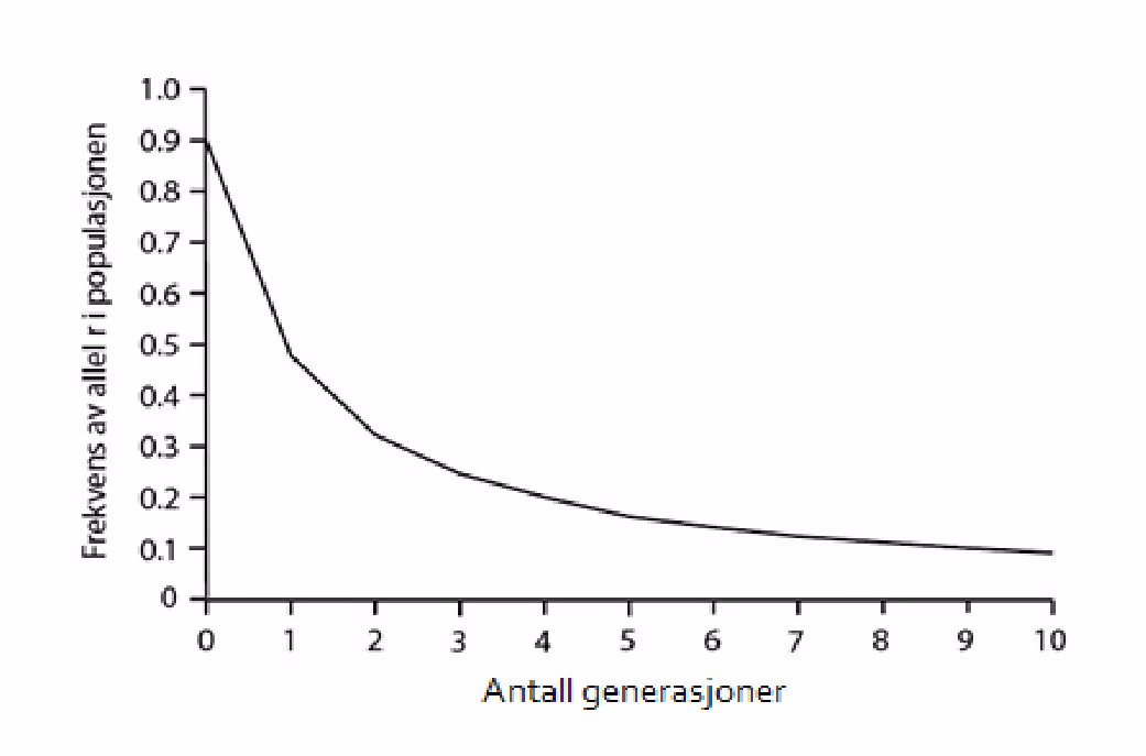 Endring i frekvensen av allel r i løpet av 10 generasjoner.