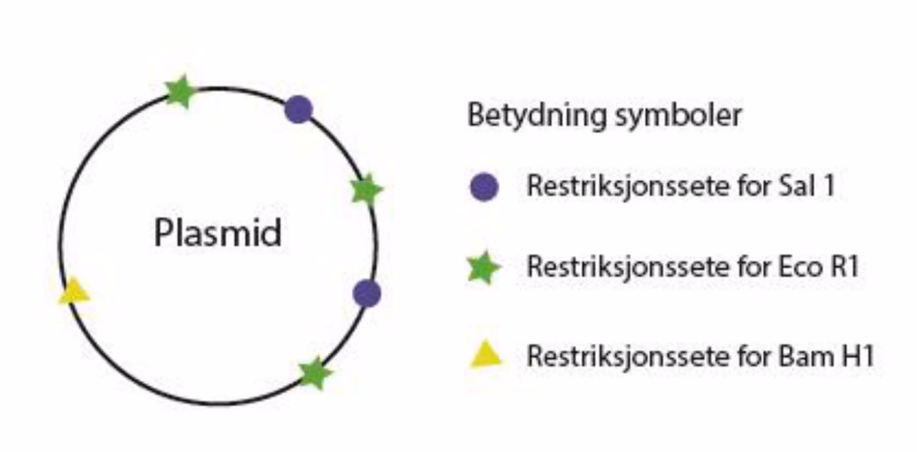 Sirkulært plasmid med to restriksjonsseter for Sal 1, tre for Eco R1 og ett for Bam H1