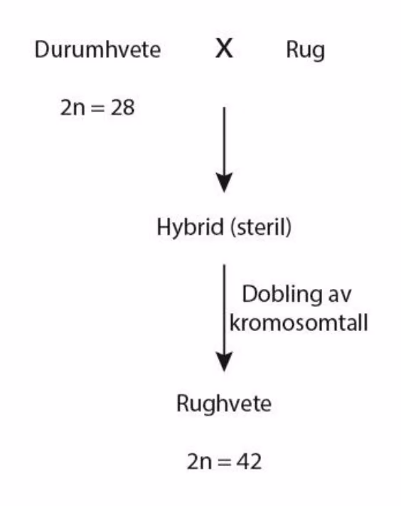 Durumhvete (2n = 28) krysses med rug. Hybriden er steril. Etter dobling av kromosomtallet oppstår rughvete (2n = 42)