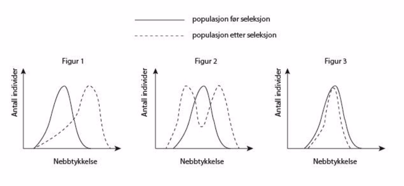 Antall individer som funksjon av nebbtykkelse før seleksjon (heltrukken linje) og etter seleksjon (stiplet linje). Figur 1: toppen flyttes mot tykkere nebb. Figur 2: én topp blir til to topper. Figur 3: fordelingen blir smalere rundt samme gjennomsnitt