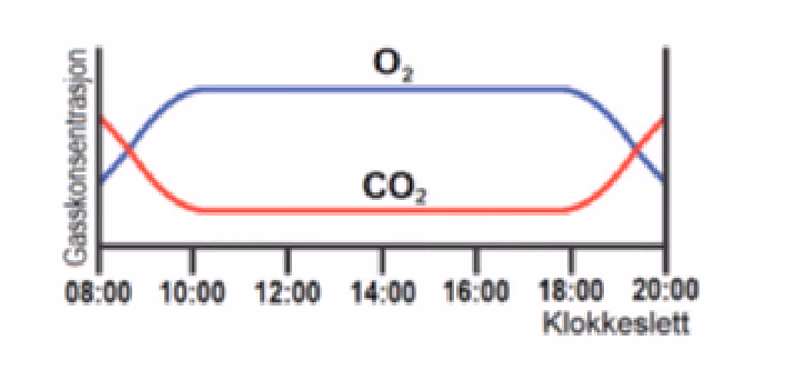 Gasskonsentrasjon av O2 og CO2 i en dam fra klokka 08.00 til 20.00. O2 stiger om morgenen, er høy og jevn midt på dagen og synker om kvelden, mens CO2 viser det motsatte