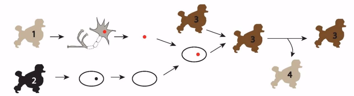 Fire pudler, 1–4. En celle fra individ 1 og en eggcelle fra individ 2 inngår i metoden, individ 3 bærer fram fosteret, og individ 4 er avkommet