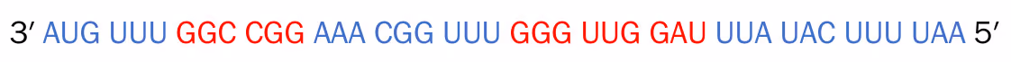 Pre-mRNA-sekvensen 3′ AUG UUU GGC CGG AAA CGG UUU GGG UUG GAU UUA UAC UUU UAA 5′. AUG UUU, AAA CGG UUU og UUA UAC UUU UAA er skrevet med blått, GGC CGG og GGG UUG GAU med rødt