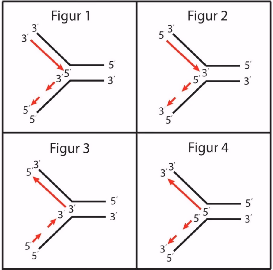 Fire figurer av en replikasjonsgaffel med 3′- og 5′-ender og røde piler for de nye DNA-trådene
