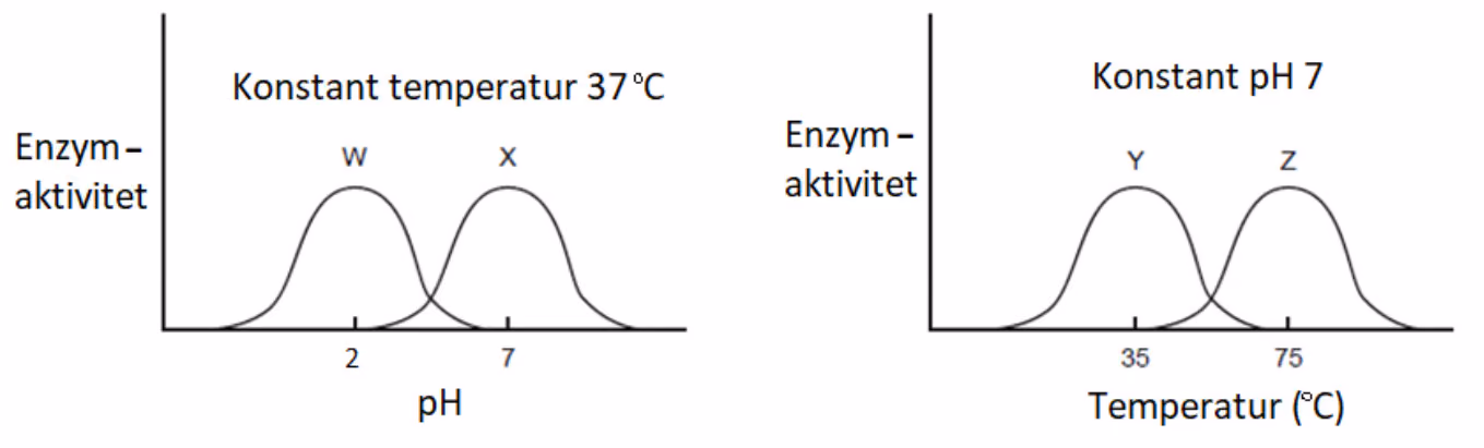 Enzymaktivitet for W (topp ved pH 2) og X (topp ved pH 7) ved konstant temperatur 37 °C, og for Y (topp ved 35 °C) og Z (topp ved 75 °C) ved konstant pH 7