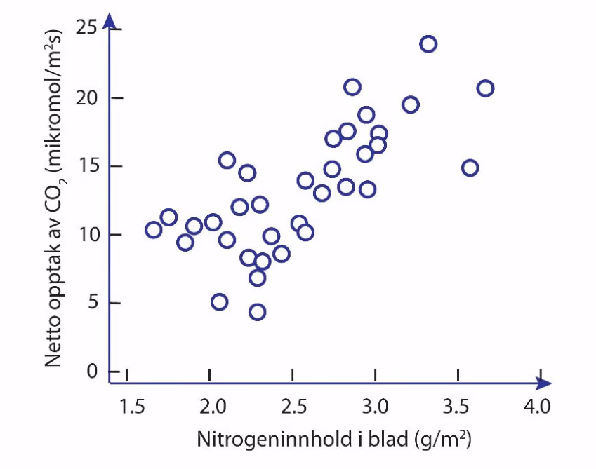 Sammenhengen mellom netto opptak av karbondioksidgass i eukalyptusblader og nitrogeninnholdet i bladene (Kilde: Lewis m.fl. 2011)