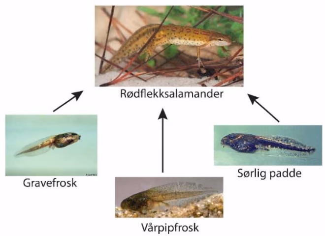 Artene i de kunstige dammene