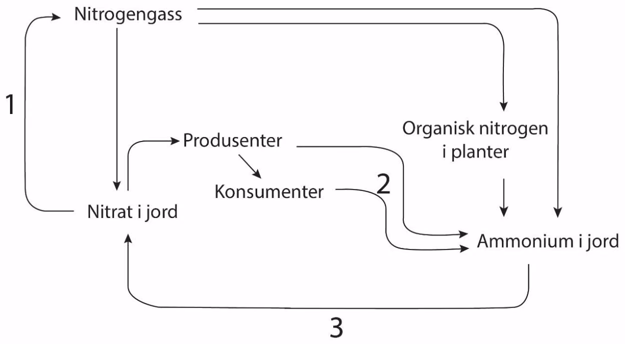 Nitrogenets kretsløp med nitrogengass, nitrat i jord, produsenter, konsumenter, organisk nitrogen i planter og ammonium i jord, og pilene 1, 2 og 3