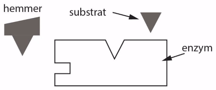 Et enzym med et aktivt sete og et sete på siden, et substrat og en hemmer