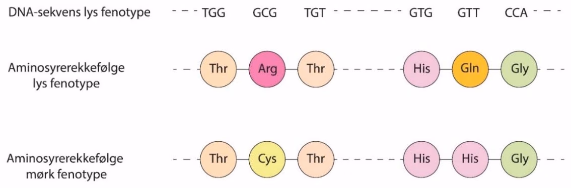 DNA-sekvensen til mus med lys fenotype, og aminosyrerekkefølgen i Mc1r-proteinet hos mus med lys og mørk fenotype.