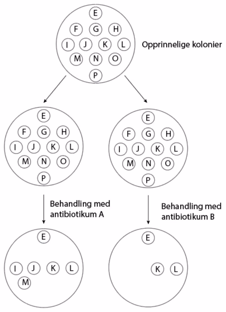 Petriskåler med de opprinnelige bakteriekoloniene E–P, og petriskåler med kolonier før og etter at de er tilført henholdsvis antibiotikum A og antibiotikum B.