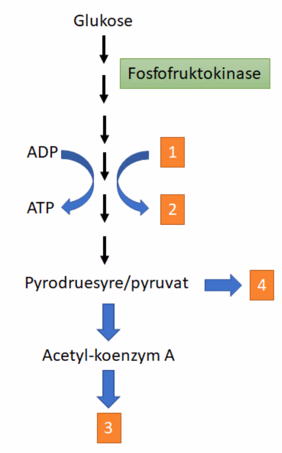 Glukose brytes ned til pyrodruesyre/pyruvat via enzymet fosfofruktokinase. ADP blir til ATP, og stoff 1 blir til stoff 2. Pyruvat går til prosess 4 eller til acetyl-koenzym A, som går videre til prosess 3.