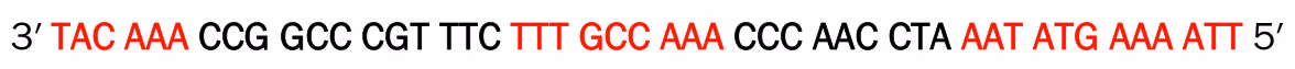 3′ TAC AAA CCG GCC CGT TTC TTT GCC AAA CCC AAC CTA AAT ATG AAA ATT 5′, der TAC AAA, TTT GCC AAA og AAT ATG AAA ATT står i rød skrift