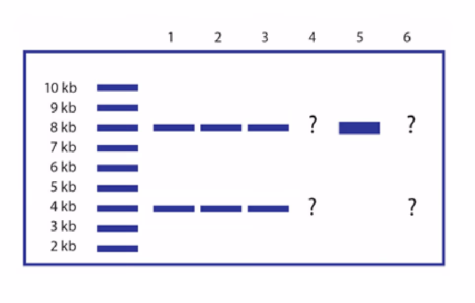 Gelelektroforese med en markør fra 2 kb til 10 kb. Person 1, 2 og 3 har bånd på 8 kb og 4 kb, person 5 har ett kraftig bånd på 8 kb, og for person 4 og 6 er båndene markert med spørsmålstegn ved 8 kb og 4 kb.