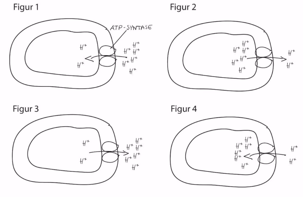 Fire håndtegnede figurer av en tylakoid med ATP-syntase og H+ på innsiden og utsiden, med ulik fordeling av H+ og ulik retning på pilen gjennom ATP-syntase