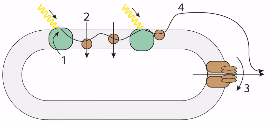 Skisse av tylakoidmembranen med to fotosystemer, elektrontransport og ATP-syntase, merket med tallene 1–4