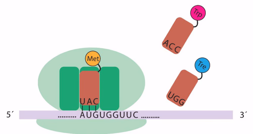 Ribosom med tRNA (antikodon UAC, Met) på mRNA 5′…AUGUGGUUC…3′, og to tRNA med antikodon ACC (Trp) og UGG (Tre)