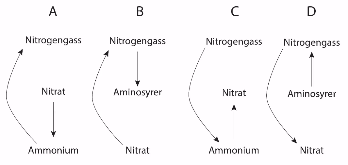 Fire skisser (A–D) med piler mellom nitrogengass, nitrat, ammonium og aminosyrer