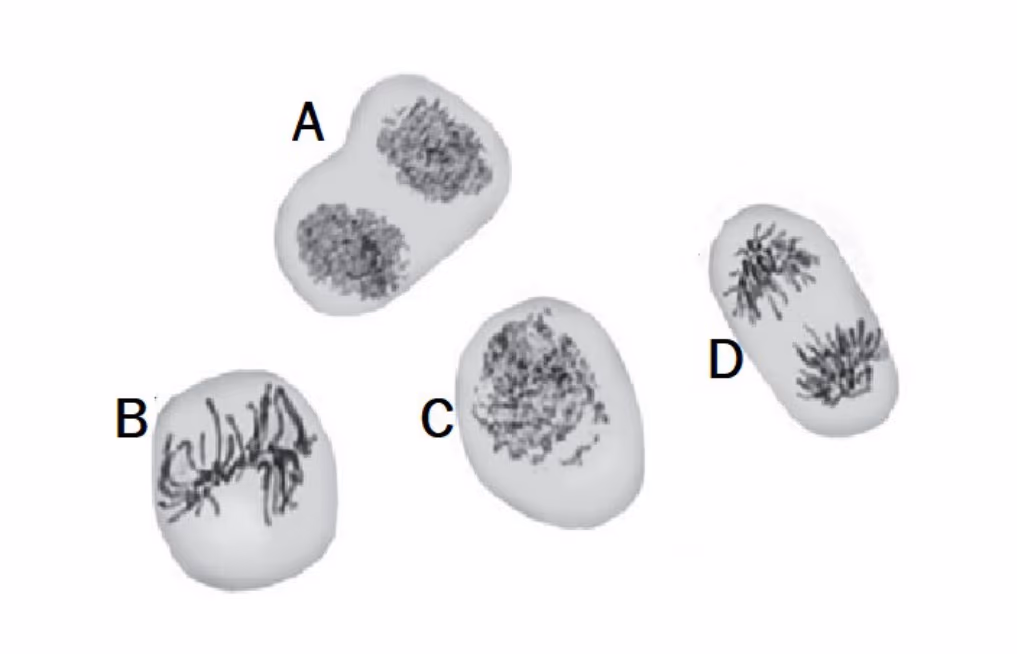 Fire eukaryote celler (A–D) i ulike faser av mitosen