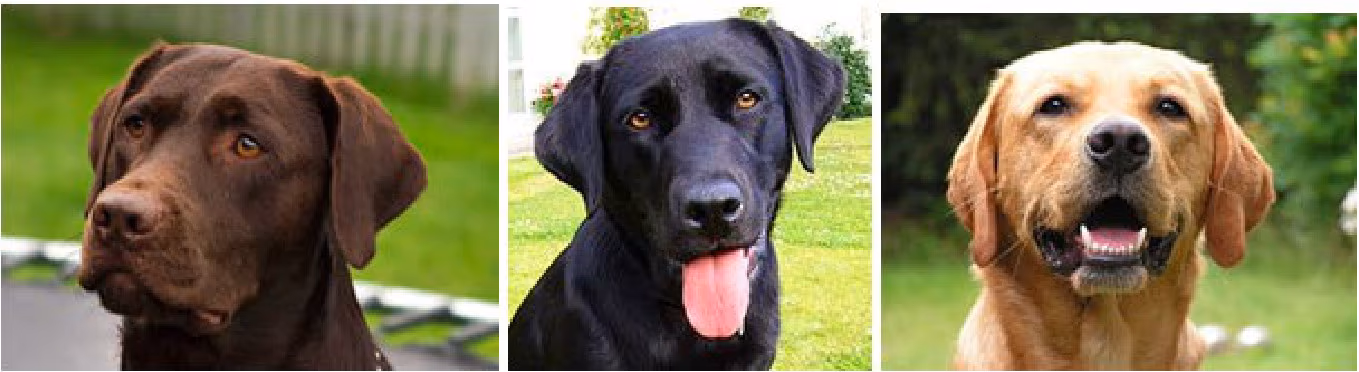 Labradorer med henholdsvis brun, svart og gul pels