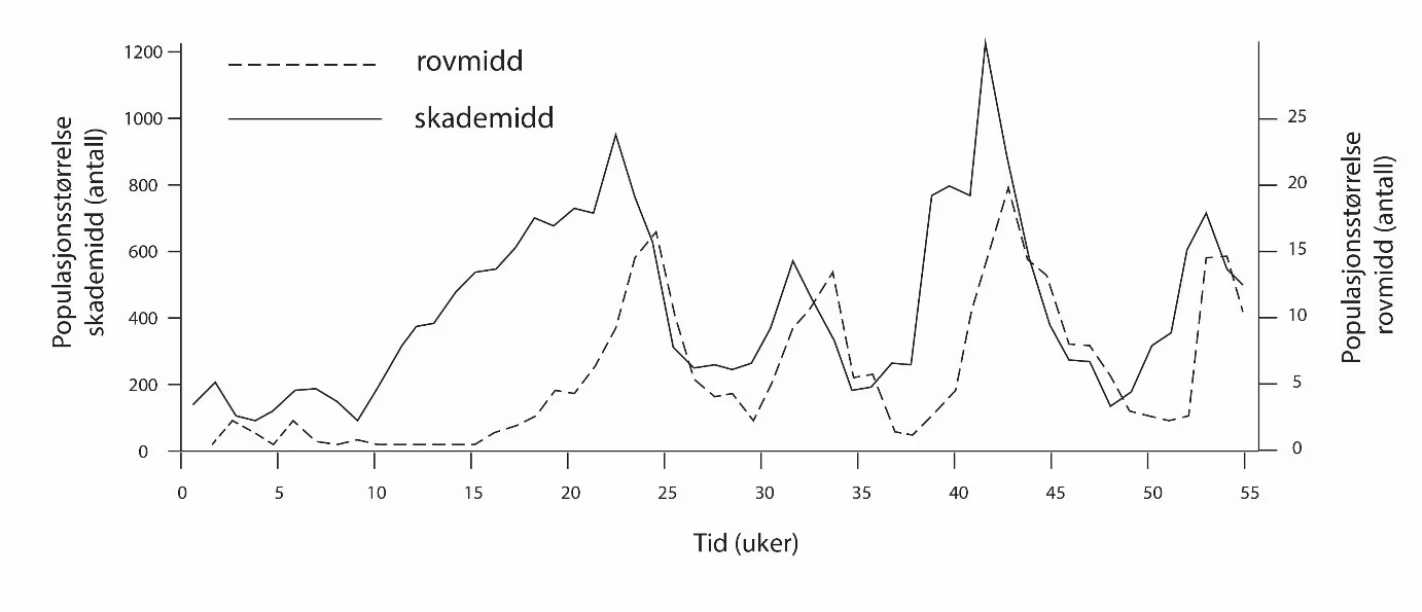 Populasjonsstørrelsen til skademidd (heltrukken linje, venstre akse, 0–1200) og rovmidd (stiplet linje, høyre akse, 0–25) over 55 uker