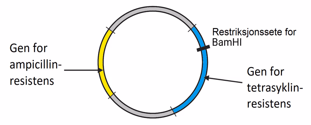 Plasmid med gen for ampicillinresistens, gen for tetrasyklinresistens og restriksjonssetet for BamHI inne i genet for tetrasyklinresistens