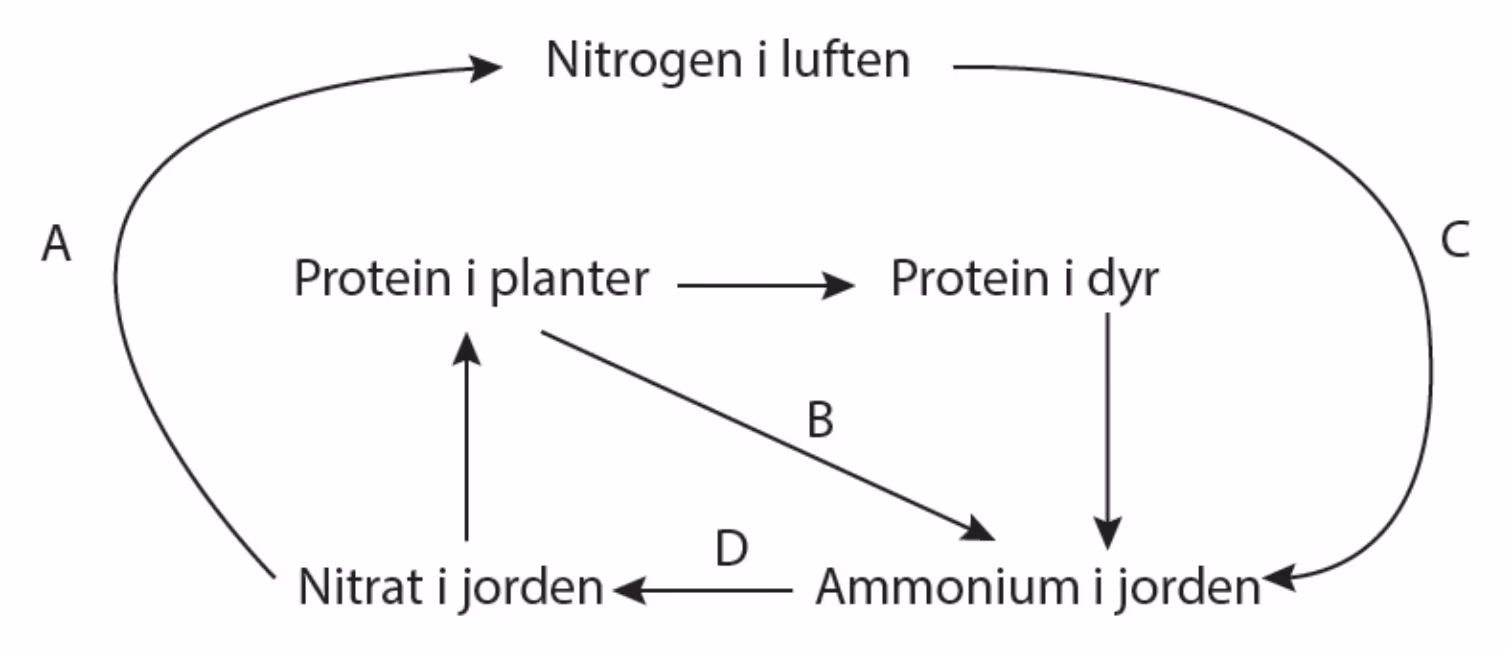 Nitrogen i luften, protein i planter, protein i dyr, ammonium i jorden og nitrat i jorden med trinnene A (nitrat til nitrogen i luften), B (protein i planter til ammonium), C (nitrogen i luften til ammonium) og D (ammonium til nitrat)