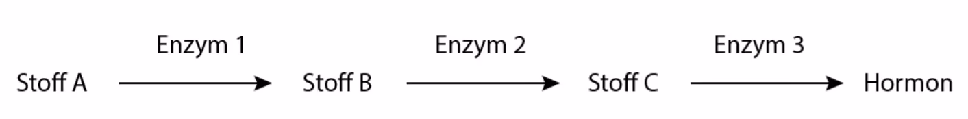 Stoff A omdannes til stoff B av enzym 1, stoff B til stoff C av enzym 2, og stoff C til hormon av enzym 3